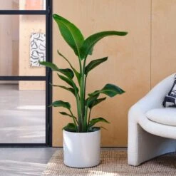 Capri Plant Pot -ELEND SHOP 30971610