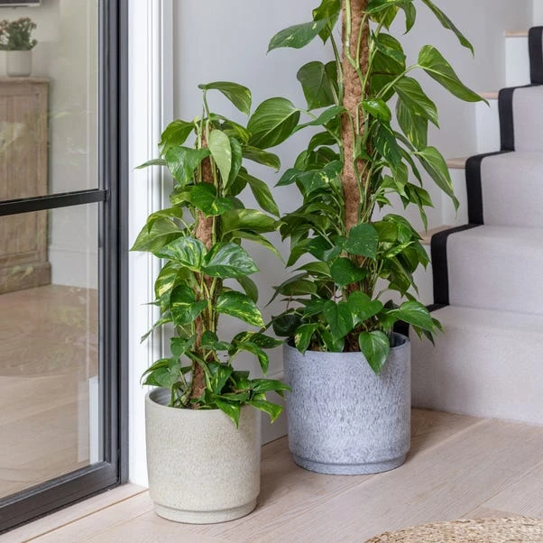 Wesley Marble Terracotta Plant Pot 14 Wesley Marble Terracotta Plant Pot - Image 14