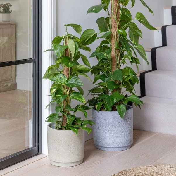 Wesley Marble Terracotta Plant Pot 5 Wesley Marble Terracotta Plant Pot - Image 5